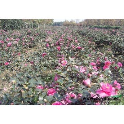 日本矮紫薇 H 30-40 蕭山苗木