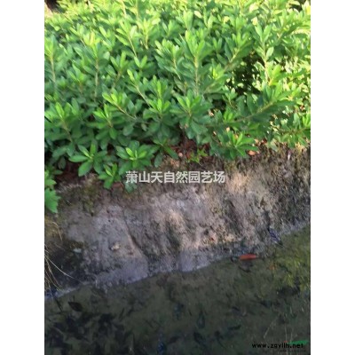 龍柏 H  30-50  蕭山苗木