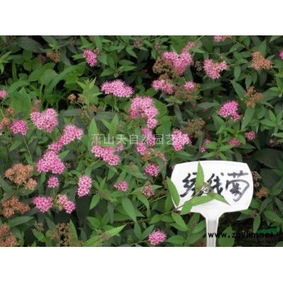 十大功勞 H30-50 蕭山綠化