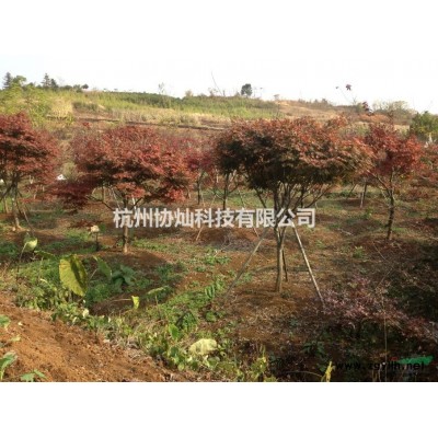 紅梅/紅梅價格/紅梅報價/紅梅供應8-25公分