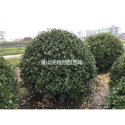 金絲桃 H30-40 蕭山苗木