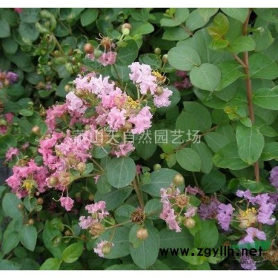 茶梅 H25-30 蕭山苗木