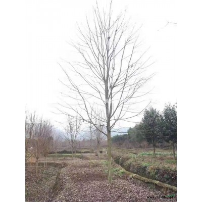 浙江羅漢松哪里好 寧波羅漢松哪家便宜樹形好