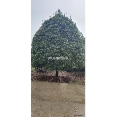 浙江樟基地直供，浙江樟精品苗，浙江樟工程苗