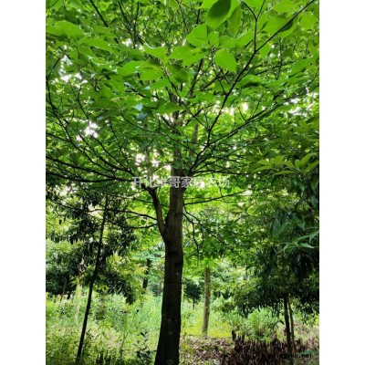 浙江基地直供紅楠規(guī)格* 紅楠新價格新報價