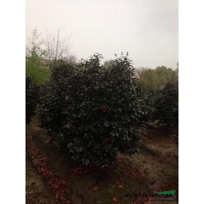 紅梅2*新價格/紅梅2報價