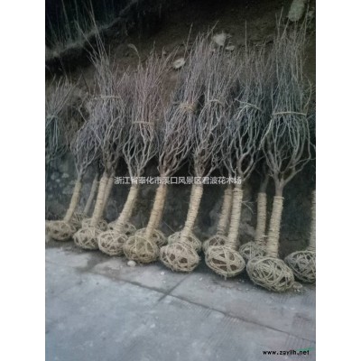 浙江紅楓3*新報價/紅楓3圖片