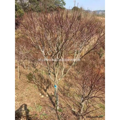 紅楓*新價格/紅楓報價