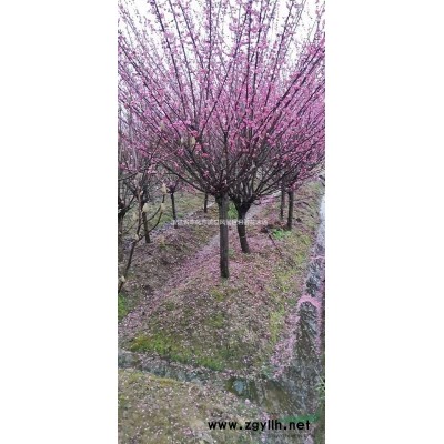 茶花5供應(yīng)/茶花5圖片