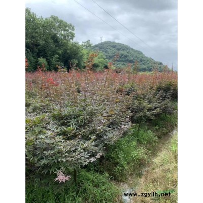浙江羽毛楓/嵊州羽毛楓/斜飄羽毛楓/羽毛楓價格/羽毛楓供應(yīng)