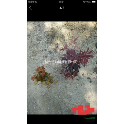 供應青羽毛楓與紅羽毛楓規格5-20公分