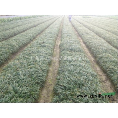 無(wú)刺枸骨毛球