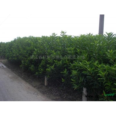 大葉黃楊、小葉黃楊、金邊黃楊、海桐、金森女貞等苗木