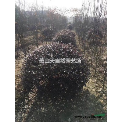 迎春 H 40 - 60  蕭山苗木