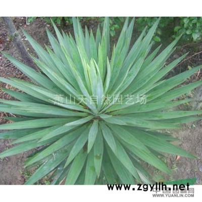 闊葉十大功勞 H30-60 蕭山苗木