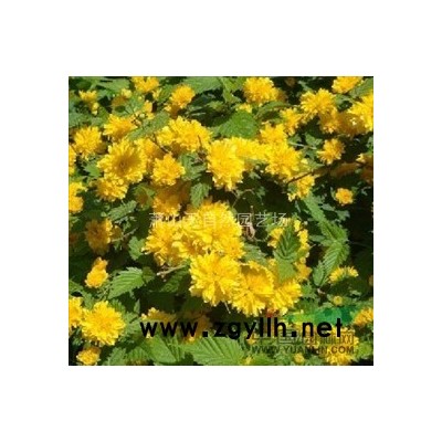 紅花繼木 H30-40 蕭山苗木