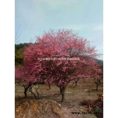 5-18公分櫻花價(jià)格表 櫻花種植基地 櫻花哪里便宜