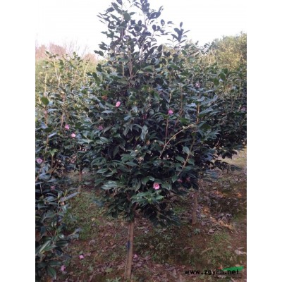 浙江紅白玉蘭介紹