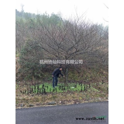 供應精品12-18/20-25公分七葉樹