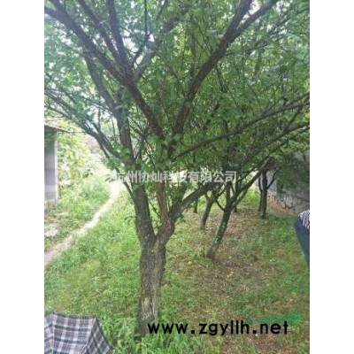 精品藝術形狀樹沙樸20--55公分