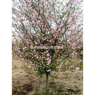 供應原生羽毛楓出售6--15公分