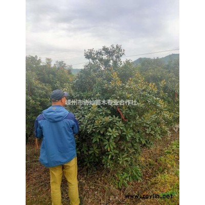 供應大規格紅葉石楠深山含笑8/15公分