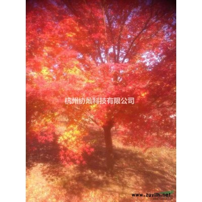 銷售精品紅楓雞爪槭羽毛楓垂絲海棠三角楓紅葉石楠羅漢松紅梅