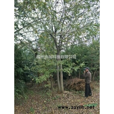 供有大規(guī)格紅楓14公分到19公分有300支