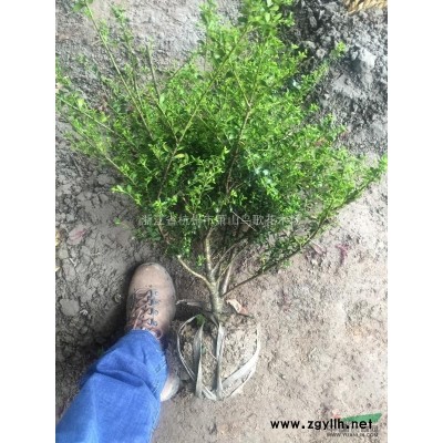 高1米2-2米的夾竹桃