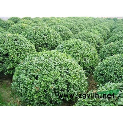 小葉桅子 H25-30 蕭山苗木