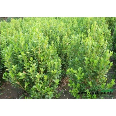 桃葉珊瑚 H40-50 蕭山苗木