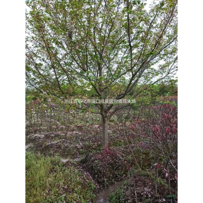 紅楓4行情報價\紅楓4圖片展示