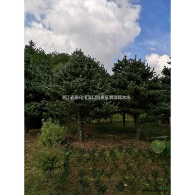 紅白玉蘭4報價/浙江紅白玉蘭4報價