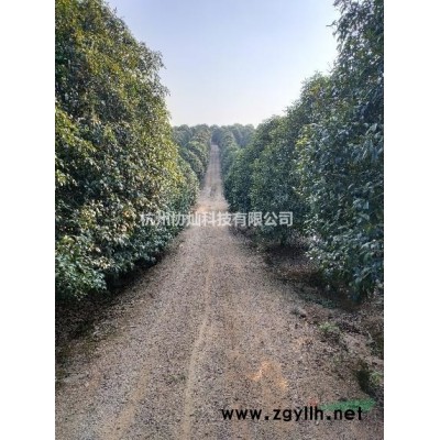 早櫻晚櫻8-28公分/櫻花報價/櫻花價格/櫻花供應