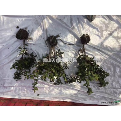 八角金盤 H30-50 蕭山苗木