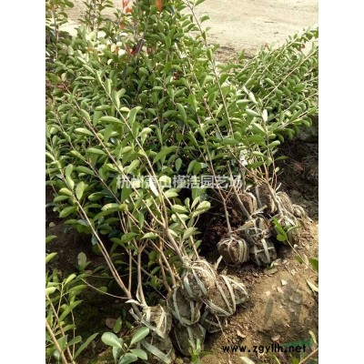 蕭山苗木綠化小苗海桐龍柏黃楊紫薇金森女貞紅花繼木紅葉石楠