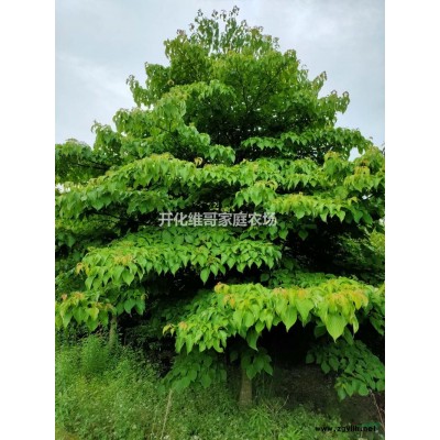 浙江樟圖片 /浙江樟報價，浙江樟產地直銷