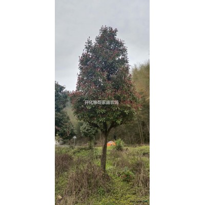 浙江供應燈臺樹規(guī)格*，燈臺樹批發(fā)供應質(zhì)美價優(yōu)