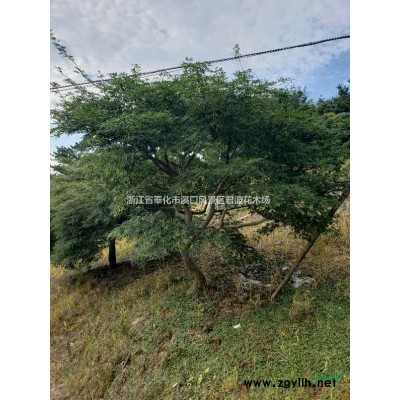 茶花7*新價(jià)格/茶花7報(bào)價(jià)