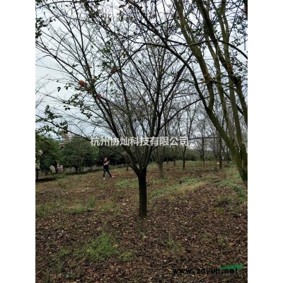 供應大規格垂絲海棠紅葉李