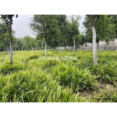 金森女貞、金森女貞小苗、金森女貞容器苗、金森女貞球