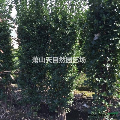 劍 麻(絲蘭)   H 30-80  蕭山苗木