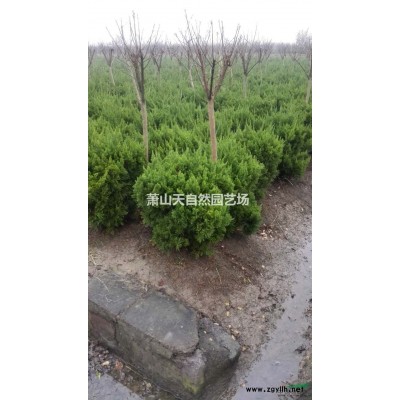 無刺枸骨 H 30-40 蕭山苗木