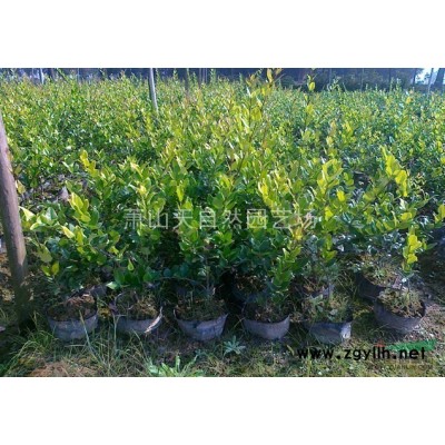 黃馨 H40-80 蕭山苗木