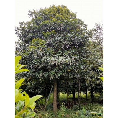優(yōu)質(zhì)特價紅楠5-30公分產(chǎn)地直銷 紅楠工程苗 紅楠精品苗