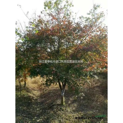 紅楓5報價/浙江紅楓5報價