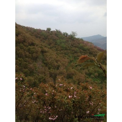 紅白玉蘭5行情報價\紅白玉蘭5圖片展示