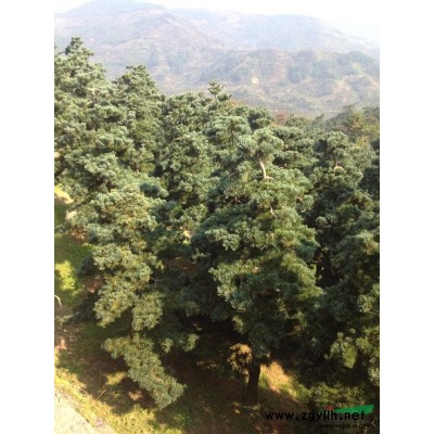 茶花2行情報價\茶花2圖片展示