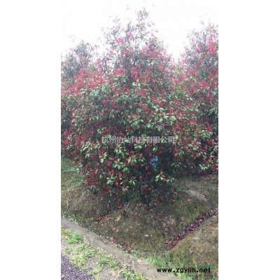 供應精品3-28公分二喬玉蘭與紅玉蘭紫玉蘭出售