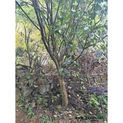 供應6-28公分二喬玉蘭與紅玉蘭紫玉蘭出售